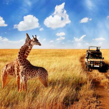 Travel vaccinations and advice required for Africa